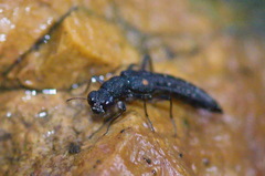 Stenus bimaculatus