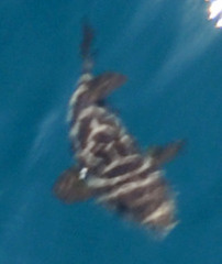 Sphoeroides annulatus