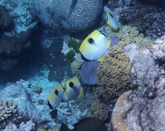 Chaetodon unimaculatus