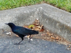 Quiscalus major
