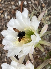 Xylocopa sonorina