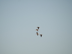 Callonetta leucophrys