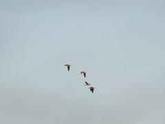 Callonetta leucophrys