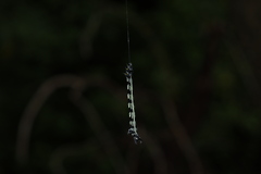 Acronyctodes mexicanaria