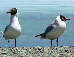 Chroicocephalus brunnicephalus