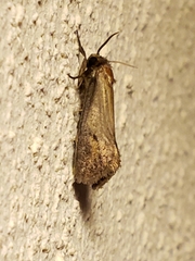 Acrolophus popeanella