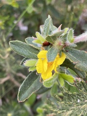 Hibbertia commutata