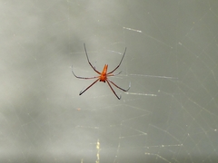 Nephila