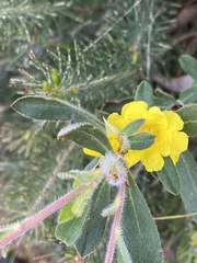 Hibbertia commutata