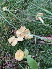 Cantharellus cibarius