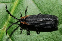 Leptoceletes basalis