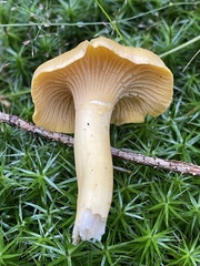 Cantharellus cibarius