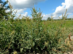 Atriplex tatarica