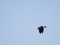 Amazonetta brasiliensis