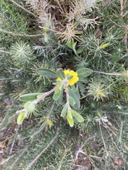 Hibbertia commutata