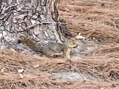 Sciurus niger