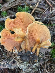 Hygrophoropsis