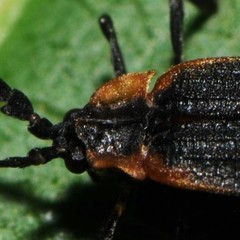 Leptoceletes basalis