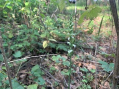 Spiranthes ovalis erostellata