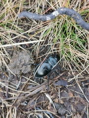 Carabus glabratus