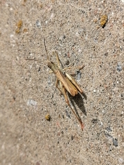 Chorthippus apricarius