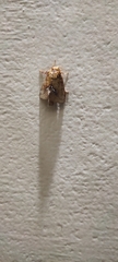 Limacodidae