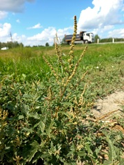 Atriplex tatarica