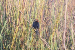 Chrysomus ruficapillus