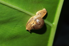 Megaustenia imperator