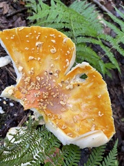 Amanita