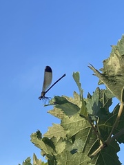 Calopteryx haemorrhoidalis