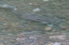 Oncorhynchus keta