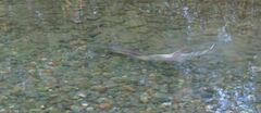 Oncorhynchus keta