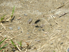 Cicindela