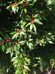 Ilex verticillata
