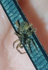 Araneae