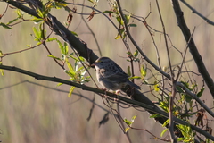 Ammodramus humeralis