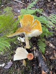 Amanita