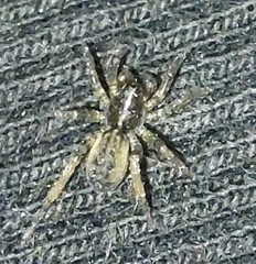 Araneae