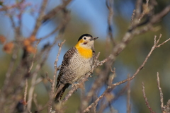 Colaptes campestris campestroides