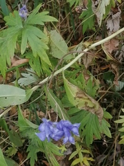Aconitum volubile