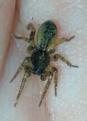Araneae
