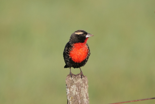 White-browed Meadowlark