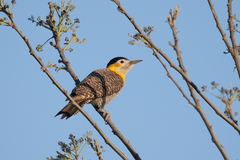 Colaptes campestris campestroides