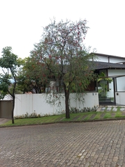 Erythrina crista-galli