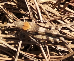 Oedipoda