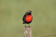 Leistes superciliaris