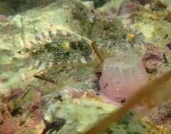 Rhyssoplax olivacea