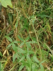 Galium boreale