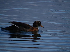 Anas platyrhynchos × Cairina moschata